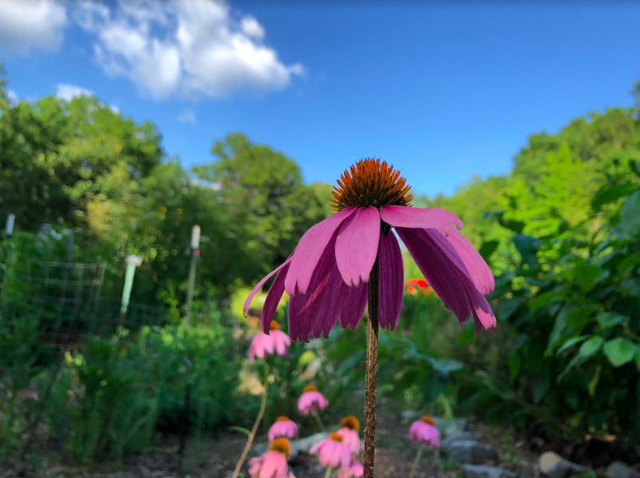 pink flower facing sky