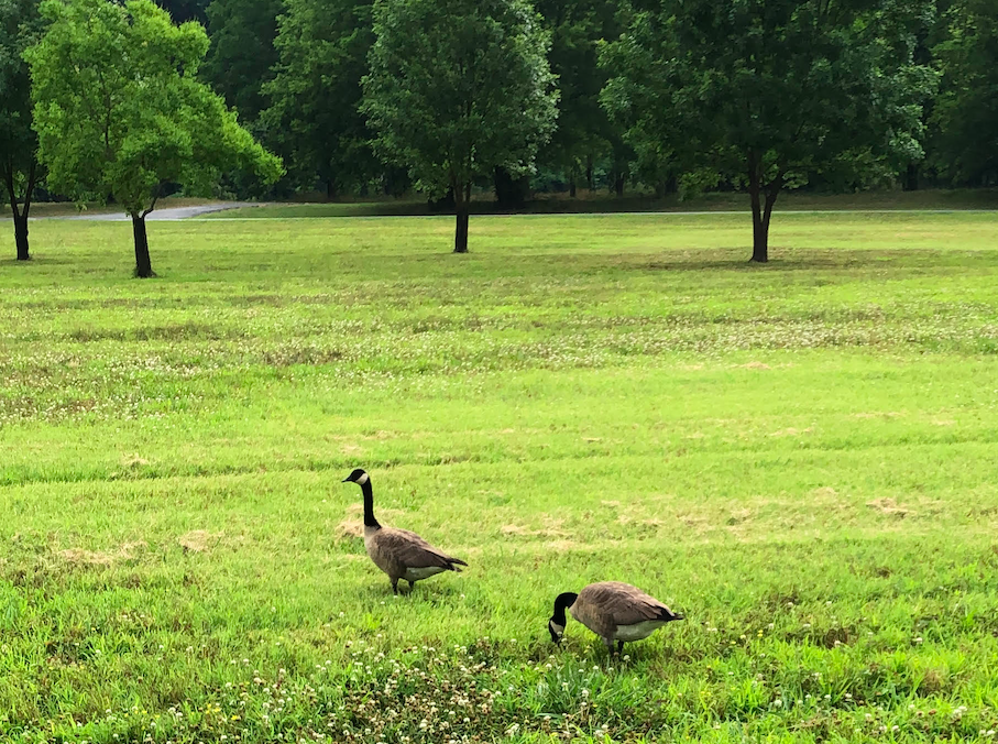 two canada geese grazing on grass